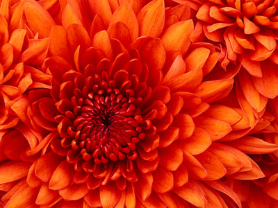 Chrysanthemum~0.jpg
