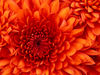 Chrysanthemum~0.jpg