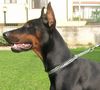 Dobermann1.jpg